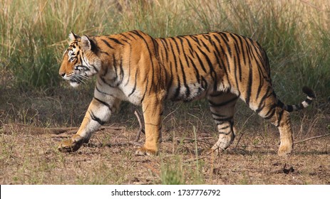 Bengal Tiger Walking Through Open Grass