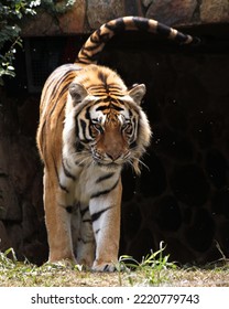 Bengal Tiger Walking Towards The Camera