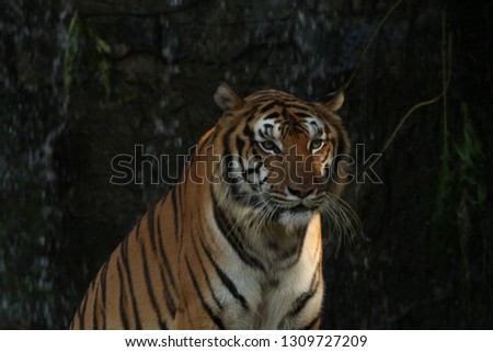 Bengal tiger with waterfall background.