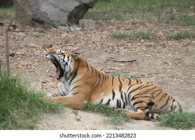 Bengal Tiger In Wild Life Park