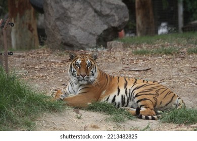 Bengal Tiger In Wild Life Park