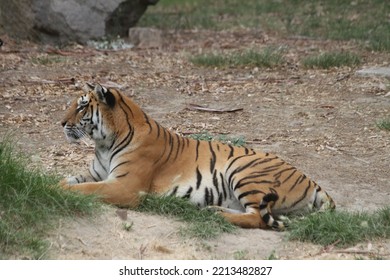 Bengal Tiger In Wild Life Park