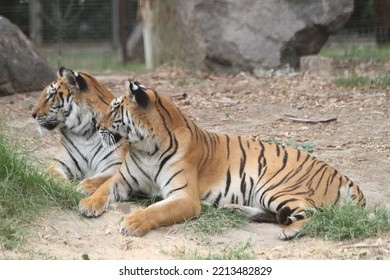 Bengal Tiger In Wild Life Park