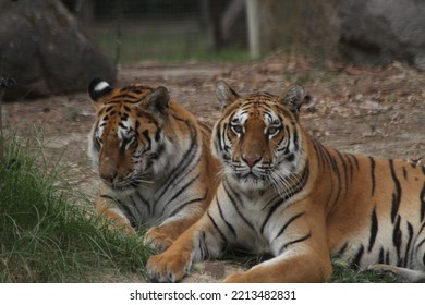 Bengal Tiger In Wild Life Park