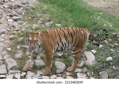 Bengal Tiger In Wild Life Park