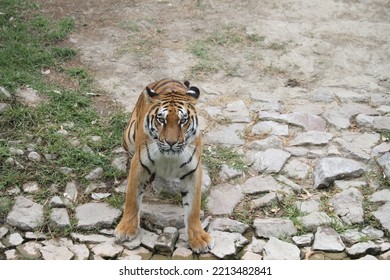 Bengal Tiger In Wild Life Park