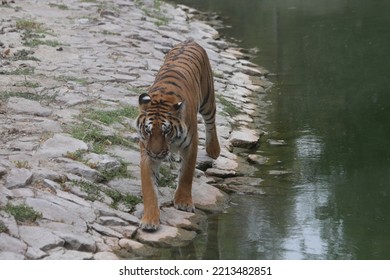 Bengal Tiger In Wild Life Park