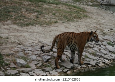 Bengal Tiger In Wild Life Park