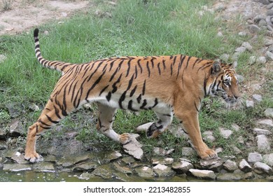 Bengal Tiger In Wild Life Park