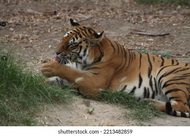 Bengal Tiger In Wild Life Park