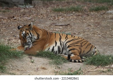 Bengal Tiger In Wild Life Park