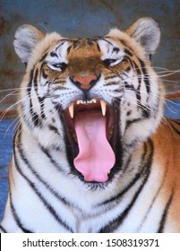 Bengal Tigers Are A Subspecies Of Tigers In India, Bangladesh, Nepal And Bhutan. There Are Around 2,100 Bengal Tigers In The Wild, With 1,411 Of Them In India