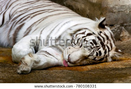 Bengal white tiger.