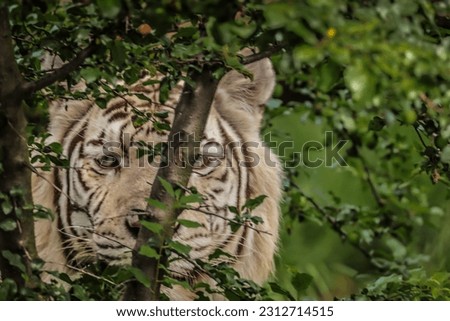 Bengal white tiger ambushing behind foliage Stock foto © 