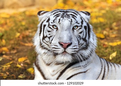 Bengal white tiger on autumn background.