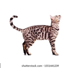 Bengali cat posing, beautiful cat of Bengali breed, young domestic cat, exhibition animal, cat on a white background