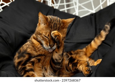 A Bengali cat washes itself lying in an armchair on a black plaid