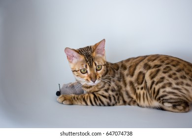 Bengali Domestic Kitten Stock Photo 647074738 | Shutterstock