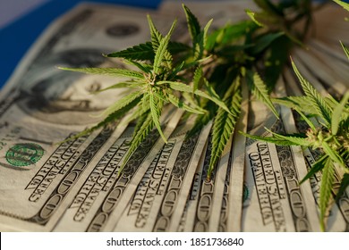 Benjamin Franklin on the hundred dollar banknote among cannabis leaf. Money with marijuana leaves. Marijuana business concept. Business leaves cannabis stock success market price
