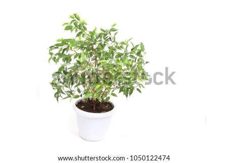 benjamina ficus plant isolated on the white background
