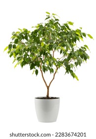 benjamin's ficus houseplant with variegated leaves in a white planter, isolated