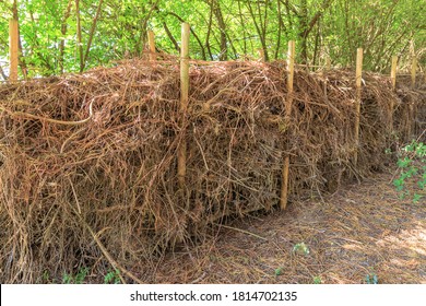 Benjes hedge a natural hedge built up by deadwood