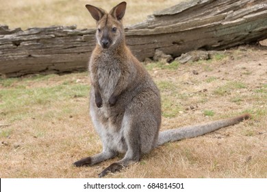 Bennett Wallaby