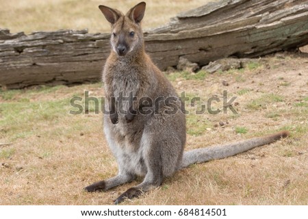 Bennett Wallaby