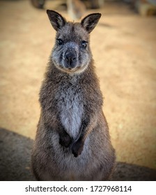 Bennett's Wallaby, Flinders Island Tasmania