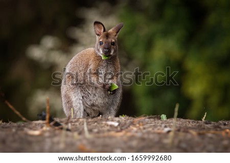 Bennett's wallaby - Macropus or Notamacropus rufogriseus, also Red-necked wallaby, medium-sized macropod marsupial, common in eastern Australia, Tasmania, introduced to New Zealand, England.