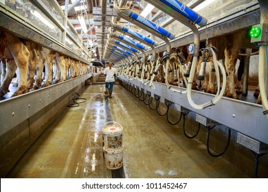 2,012 Dairy milking parlor Images, Stock Photos & Vectors | Shutterstock