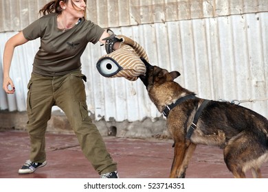 Ben-Shemen - 2 July: Work Dog By Attacking A Bite Sleeve Held By Its Handler In Ben-Shemen, Israel On 2 July 2013.