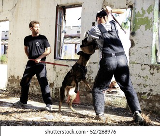 Ben-Shemen - 2 July: Work Dog Attack Training With A Bite Sleeve Held By Its Handler In Ben-Shemen, Israel On 2 July 2013.