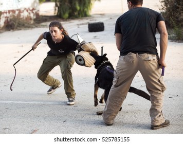 Ben-Shemen - 23 July: Work Dog By Attacking A Bite Sleeve Held By Its Handler In Ben-Shemen, Israel On 23 July 2013.