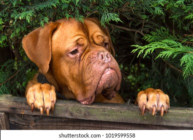 Benson, a French Mastiff (Dogue de Bordeaux) stands up to look over the garden fence.
