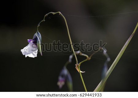 Similar – la plante blanche Flower