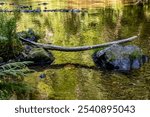 Bent branch over stones in water (as bridge in japanese garden). Calm water reflects the green trees and grass vegetation. Small mountain river Kamenice, Palacky trail, Czech republic.