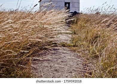 Bent grass by the pathway. Grass background. Wild grassland. Flora. Brown plant. Season grass. Meadow. Windy countryside.