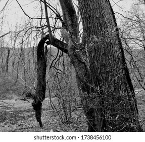 A Bent But Not Broken Tree Branch Defying  The Odds