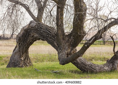 Bent Tree