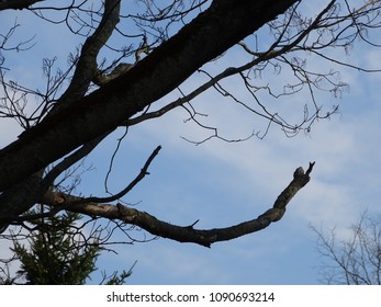 Bent Tree Branch With Other Small Branches And Clouds And Sky