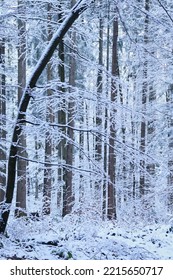 Bent Tree Covered In Ice And Snow On A Cold Autumn Day In A Forest In The Bavarian Alps Of Germany.