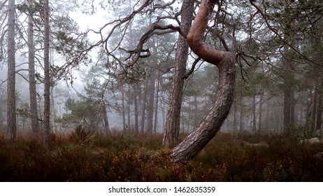 A bent tree in a foggy mire - Shutterstock ID 1462635359