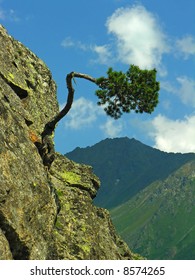 The bent tree growing at edge of a rock