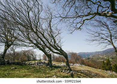 Bent trees because of constant bora wind blowing