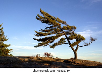  Bent White Pine Against the Wind