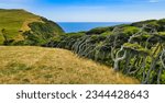 Bent and windswept trees shaped by the constant winds of the Roaring Forties on Cape Farewell, in the north of South Island, New Zealand.
