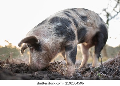 Bentheimer Landschweine. A rare ancient race of domestic pigs. The meadow is close to nature.