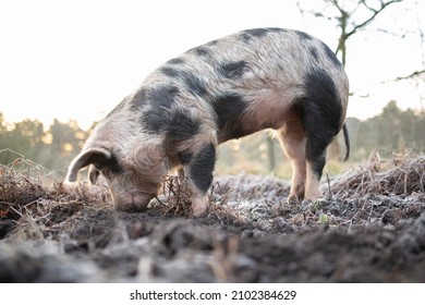 Bentheimer Landschweine. A rare ancient race of domestic pigs. The meadow is close to nature.