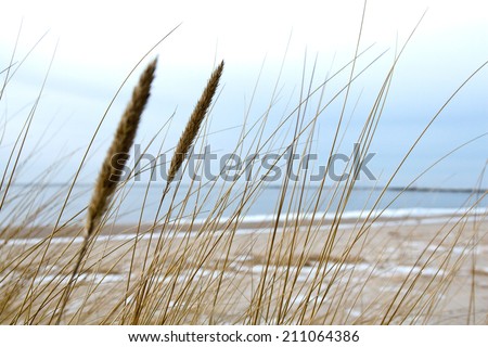 Similar – Image, Stock Photo marram grass Marram grass